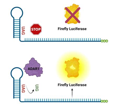 Adar Activity Luciferase Reporter Hek Cell Line Adar Activity