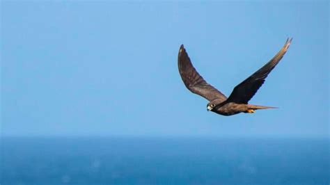 Descubren cómo las aves terrestres cruzan el océano abierto INVDES