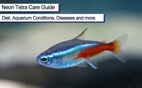 Neon Tetra Care Guide Easy Beginners Friendly