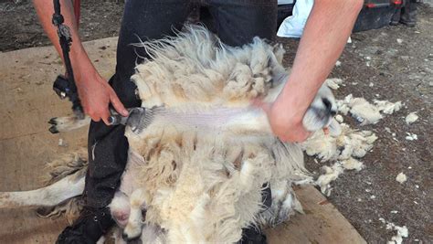 Video Step By Step Guide To Best Sheep Shearing Technique Farmers Weekly