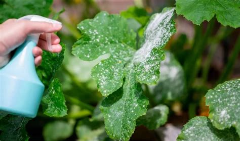 Oidio Zucchine Trattamenti Da Fare Contro Il Mal Bianco