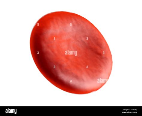 Estructura De Eritrocitos Fotograf As E Im Genes De Alta Resoluci N Alamy