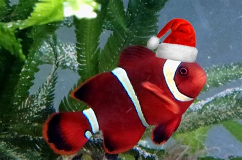 Christmas Wishes And Christmas Fishes To You Pouring My Art Out