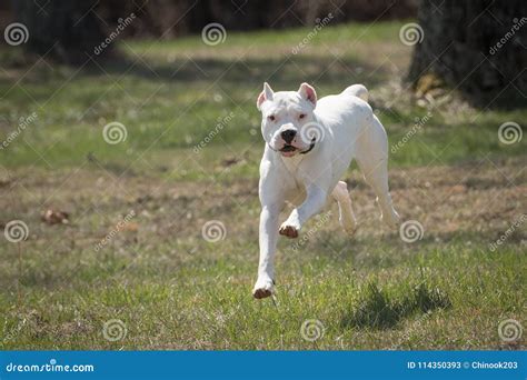 White Dog Dogo Argentino Running Stock Image Image Of Camera Energy