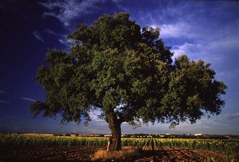 Arbolesarboles Guides S Un Rbol