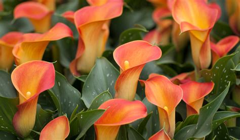 How to Grow Zantedeschia | Hayloft