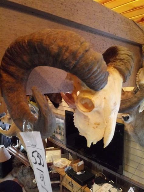 SPIRAL HORNED GOAT/ SKULL MOUNTED