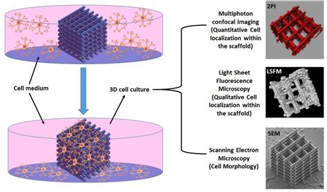 3D Cell Culture for Biological-Relevant, Neuroscientific, In Vitro ...