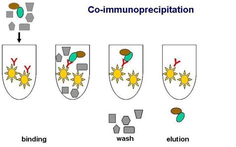 免疫共沉淀实验原理及注意事项 英格恩技术的博客