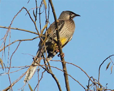 Australian Native Birds: The Wattlebirds - Owlcation