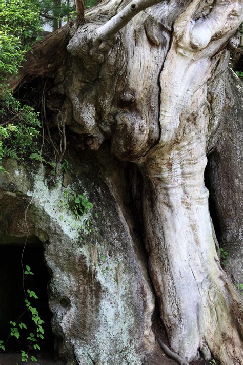 Banco De Imagens árvore Natureza Rocha Ramo Plantar Madeira