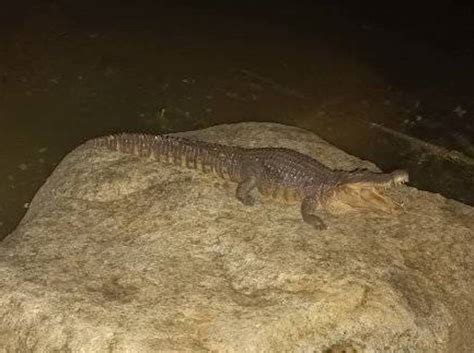 高雄凹子底公園有鱷魚出沒？ 動保處公園處加強巡查籲勿棄養 動物新鮮事 Udn寵物部落