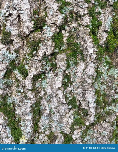 Moss Wood Bark Tree Texture Stock Photo Image Of Texture Bark 113664788