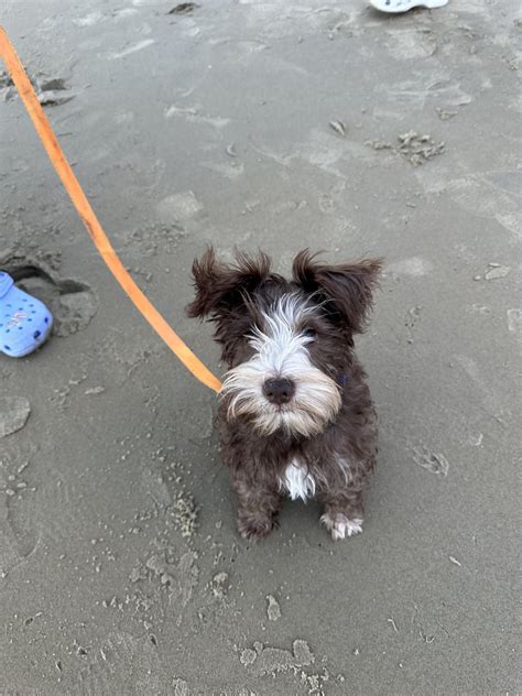 Mini Schnauzer Puppy And Sweaters Calm Or Sad Rminiatureschnauzer