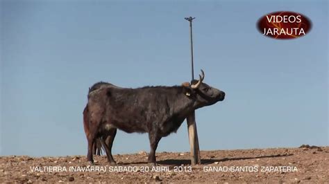 Dia De Convivencia Taurina Con Visita A La Ganad De Santos Zapateria