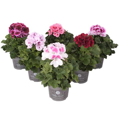 Geranie Bella Donna Farbauswahl Topf Cm Pelargonium Grandiflorum