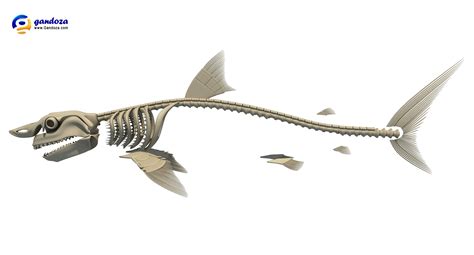 Great White Shark Skeleton by Gandoza on DeviantArt