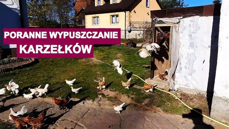 Karzełki łapciate Poranne Wypuszczanie Youtube