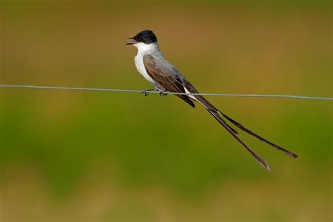 11 Birds with Long Tails [Awe-Inspiring List!]