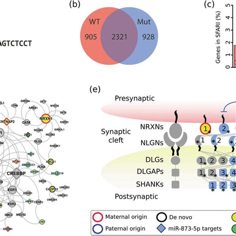 Biological Significance Of The Mir Variant A Mir P Showing