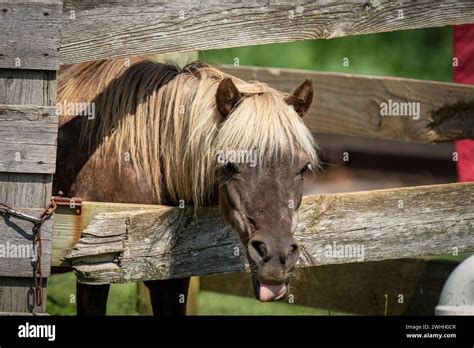 Blonde Donkey Hi Res Stock Photography And Images Alamy