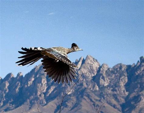 New Mexico State Bird - loklok109