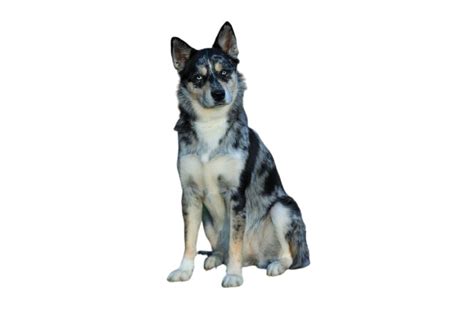 Ausky: everything you should know about this mixed breed - DogsPlanet.com