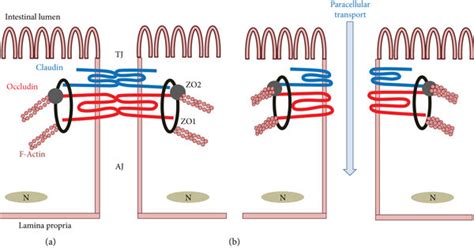 Structure Of Intestinal Epithelial Tight Junction Tj And Tj Related