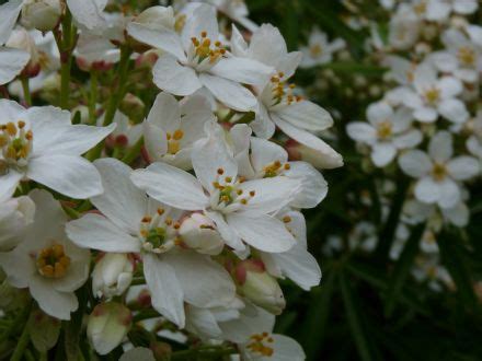 Choisya Ternata Aztec Pearl De Tuinen Van Appeltern