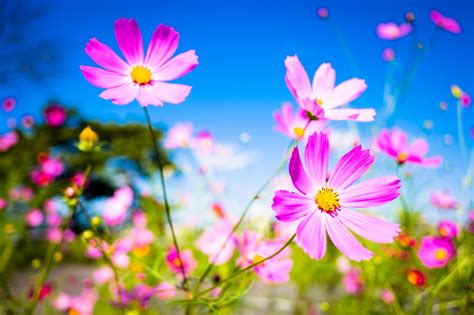 Summer Wallpaper Hd Widescreen Free Flower Infoupdate Org