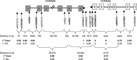 Representation Of The Chrna Chrnb Locus Boxes Represent Exons