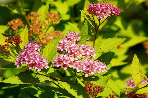 Gold Mound Spirea Care And Growing Guide