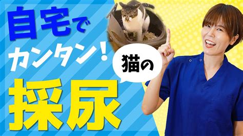 猫のおしっこトラブル時に絶対必要！自宅で簡単にできる猫の採尿方法を獣医師が実演しながらご紹介！ Youtube