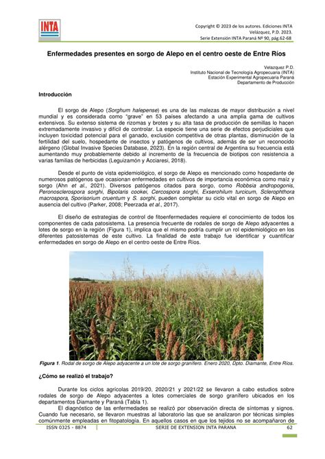 Pdf Enfermedades Presentes En Sorgo De Alepo En El Centro Oeste De