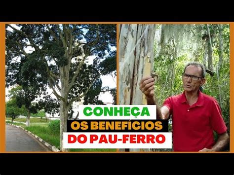 Pau Ferro Juc E Seus Benef Cios Para A Sua Sa De Youtube