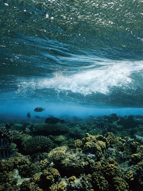 Underwater Ocean Wallpaper Hd