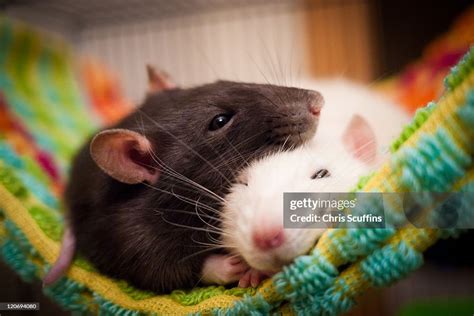 Sleeping Rats High-Res Stock Photo - Getty Images