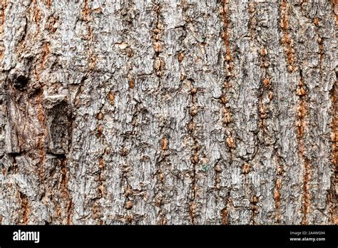 Textura natural corteza desigual en el viejo tronco de árbol de arce