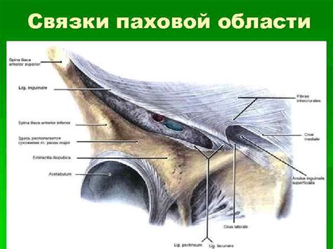 Из грыж наибольший интерес для врача представляет паховая