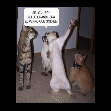 Top 105+ imagen imagenes de gatos chistosos con frases - Abzlocal.mx