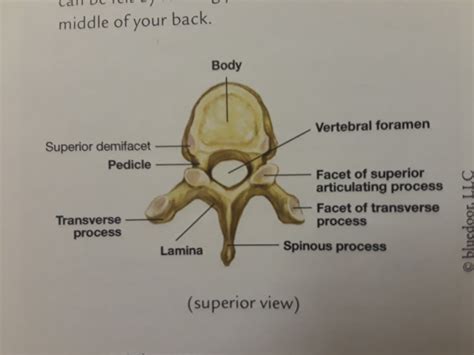 Axial Skeleton Vertebral Column Vertebra Superior Part 1 Diagram