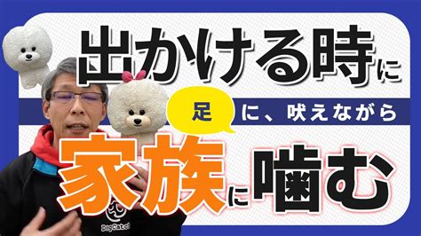 【犬のしつけ】出かけるときに足に噛みつく【悩み相談ライブ切り抜き】 Youtube