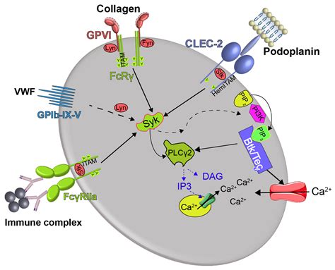 Cancers Free Full Text Bleeding By Bruton Tyrosine Kinase