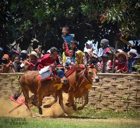 Karapan Sapi Lomba Pacuan Kebanggaan Masyarakat Madura Kaskus