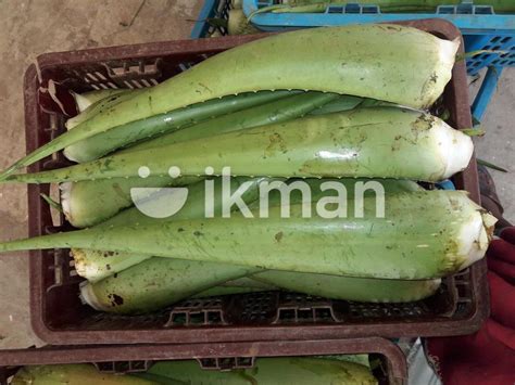 Komarika Pithi For Sale In Wellawaya Ikman