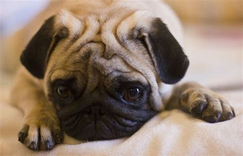 How Long Do Pugs Normally Live