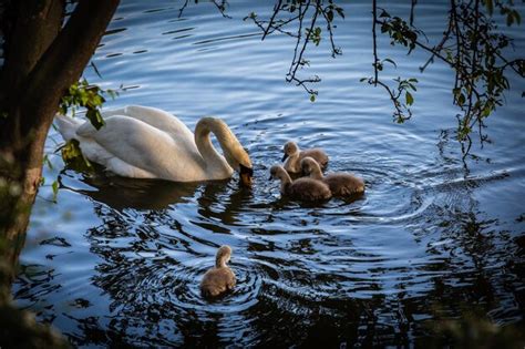 Premium Photo Mute Swan Foraging With Cygnets In Lake