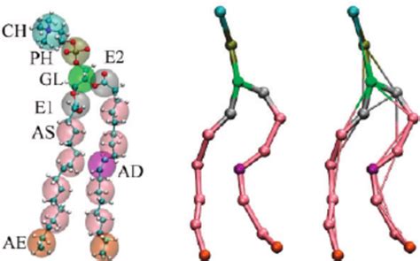 Structure Of The Popc Lipid Molecule The Left Panel Shows The Mapping