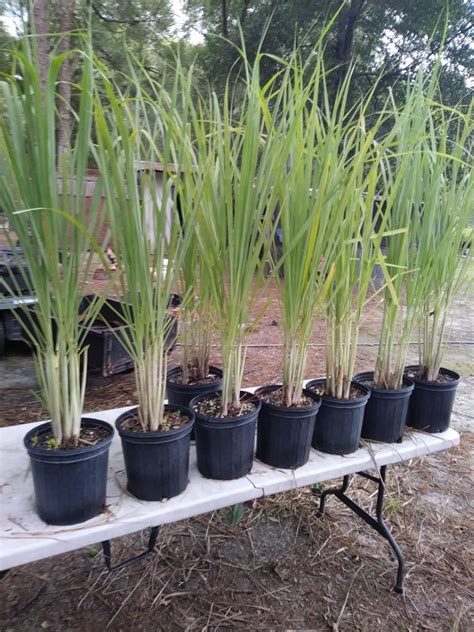 Citronella Grass Lemongrass Lemon Grass 10 Growing Plants Etsy Growing Plants Lemongrass