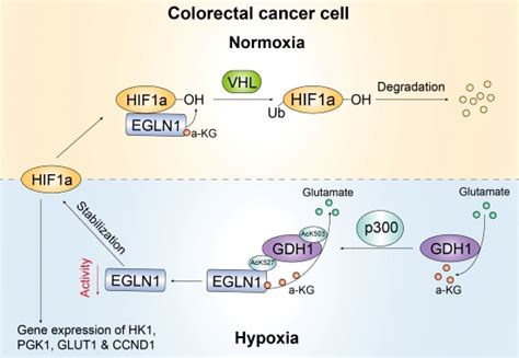 Glutamate Dehydrogenase1 Supports Hif‐1α Stability To Promote